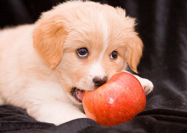 Иллюстрация. Название: "Ну очень вкусное яблоко! (2)" Автор: Ирина Мигунова. Источник: http://www.photosight.ru/photos/3172378/