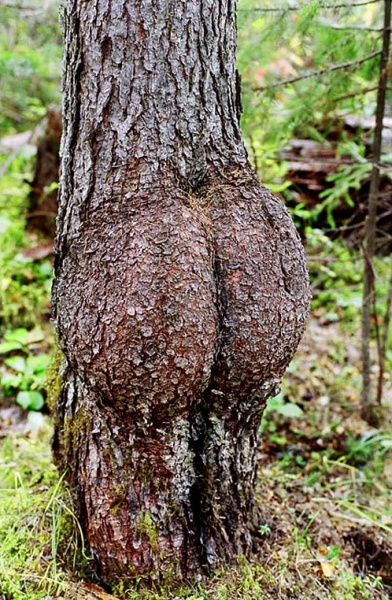 . : "  ". :   (). : http://nature.baikal.ru/phs/ph.shtml?id=11924&ref=tunki/art&rg=tunki#