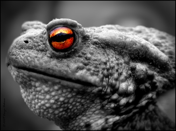 . : "  (Bufo bufo)". :  . : http://www.photosight.ru/photos/4258556/
