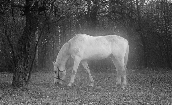 Иллюстрация. Название: «Явление белой лошади». Автор: Денис Бондаревский. Источник: http://www.photosight.ru/photos/1799960/