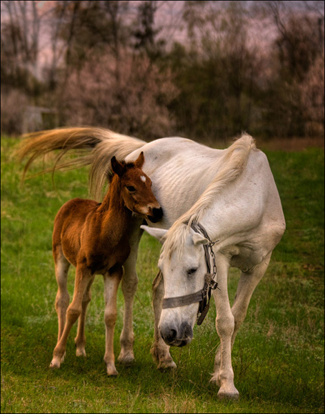 . : «  ». : Alexandr Zadiraka. : http://www.photosight.ru/photos/2643401/