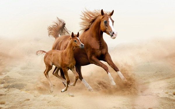 . : http://picsfab.com/image/loshad-galop-zherebenok-kobyila-138957