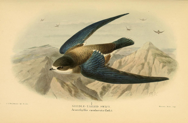 . :   ʸ. : « ». : https://www.flickr.com/photos/biodivlibrary/8290248423/