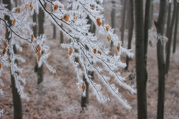 . :  . : «  ». : https://www.embassylandscape.com/blog/an-unexpected-winter-gift1a