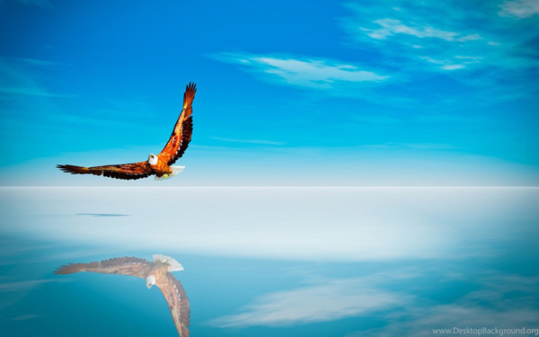 . :  . : «  ». : https://thebirdsings.com/fly-like-an-eagle/