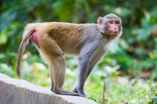  -. :   . : https://commons.wikimedia.org/wiki/File:Rhesus_Macaque_monkey_the_look.jpg